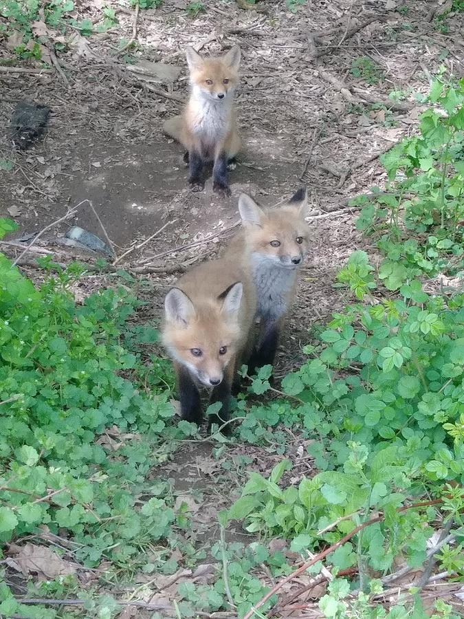 Three fox kits Photograph by Annika Farmer