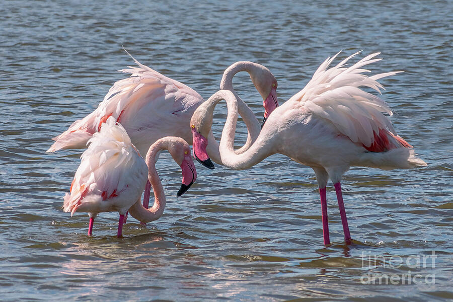 Wildlife Photograph - Three flamingos, Camargue, France by Delphimages Photo Creations