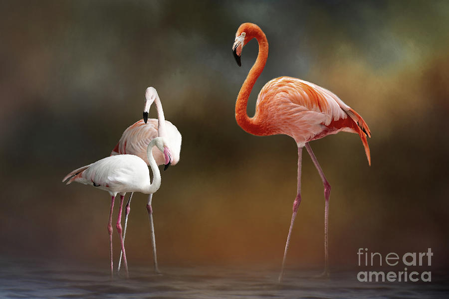 Three Flamingos Photograph by Ed Taylor