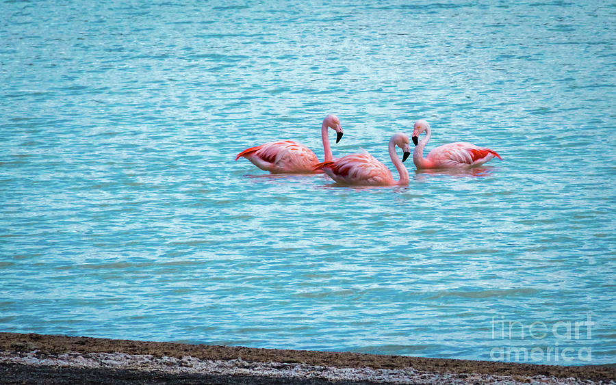 Three flamingos on the Laguna Amarga Photograph by Lyl Dil Creations