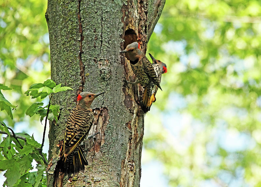 Three Flickers Photograph by Debbie Oppermann