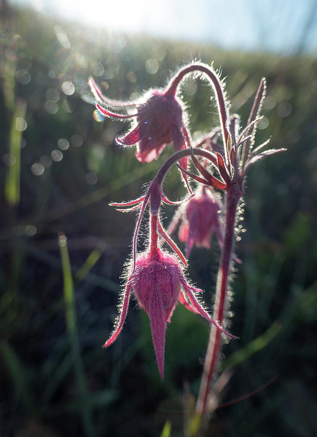 Spring Photograph - Three Flowered Avens by Phil And Karen Rispin
