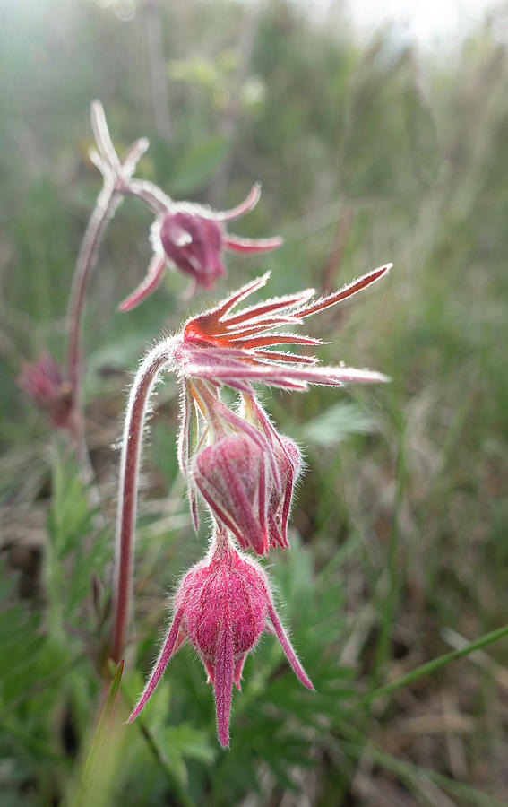 Spring Photograph - Three Flowered Avens Spring Flowers by Phil And Karen Rispin