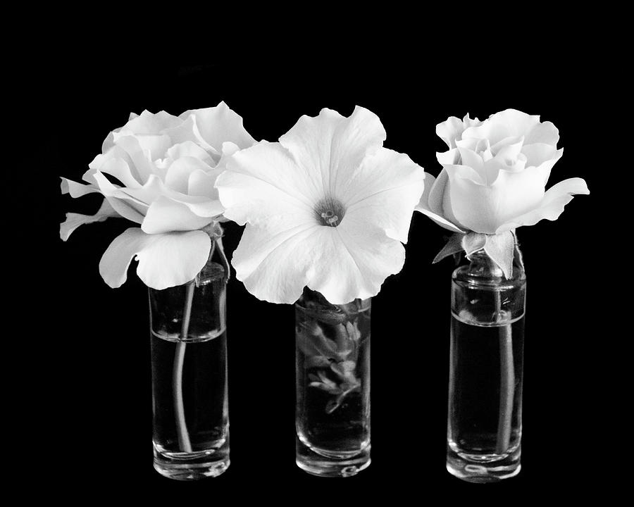 Three Flowers Photograph by Cathy Kovarik