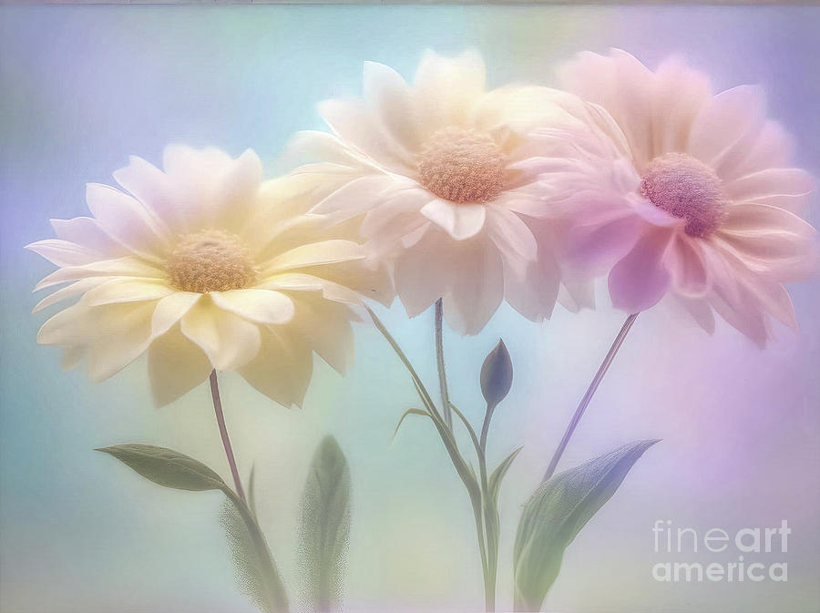 Three Flowers Photograph by Lynn Bolt