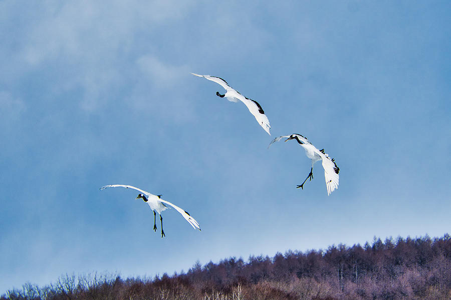 Three Flying Cranes - Japan Photograph by Stuart Litoff