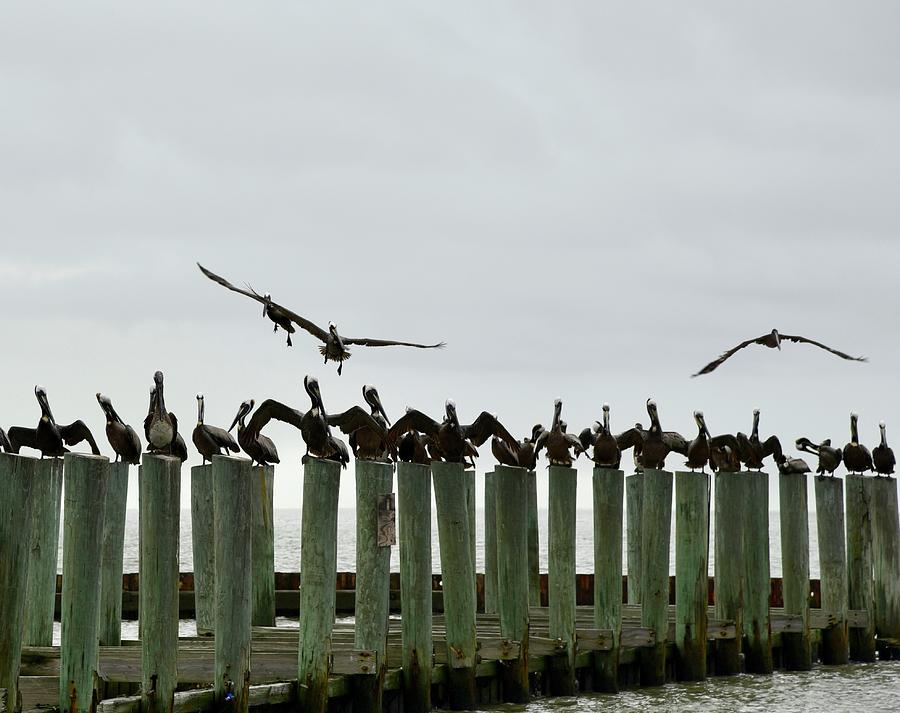 Three For Landing Photograph by Glen McGraw - Fine Art America