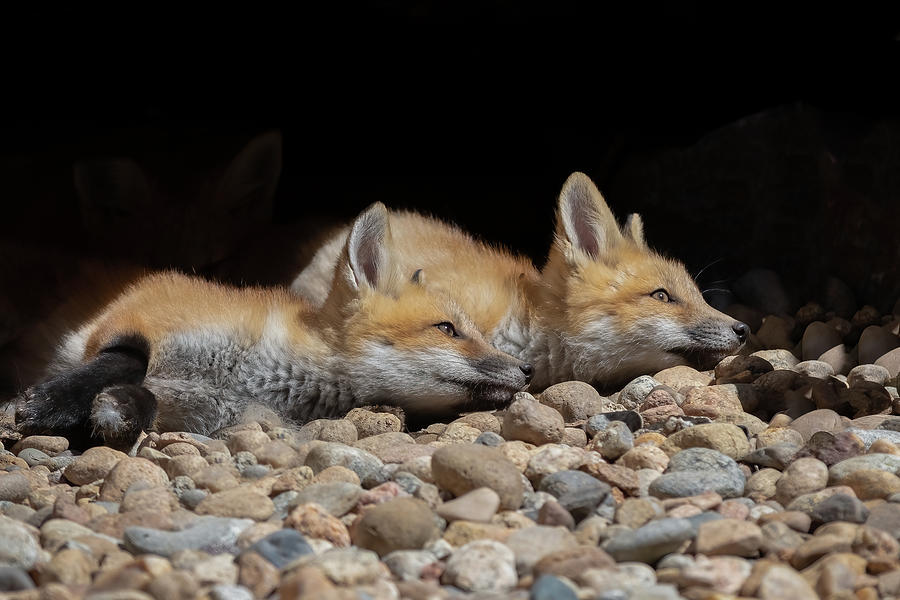 Three Fox Kits Resting Photograph by Vicki Stansbury