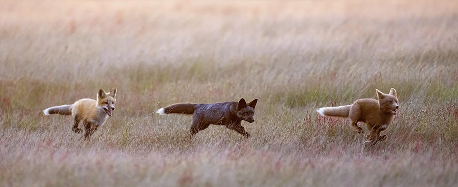 Three Foxes, Three Colors Photograph by Max Waugh