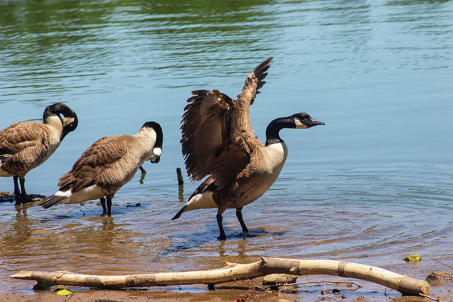 Three Geese Bathing in a Lake Photograph by Auden Johnson