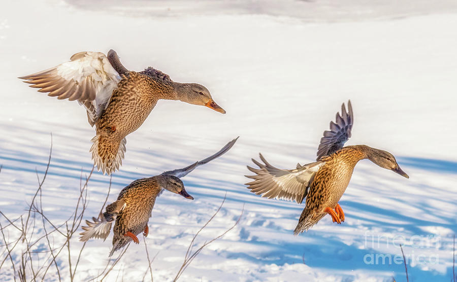Three Geese Landing Photograph by Lorraine Cosgrove