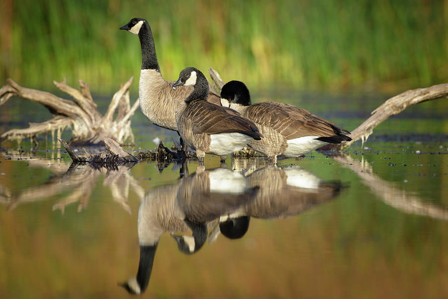 Three geese Photograph by Mike Fusaro