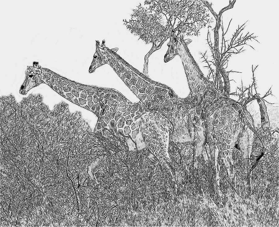Three Giraffes Digital Art by Larry Linton