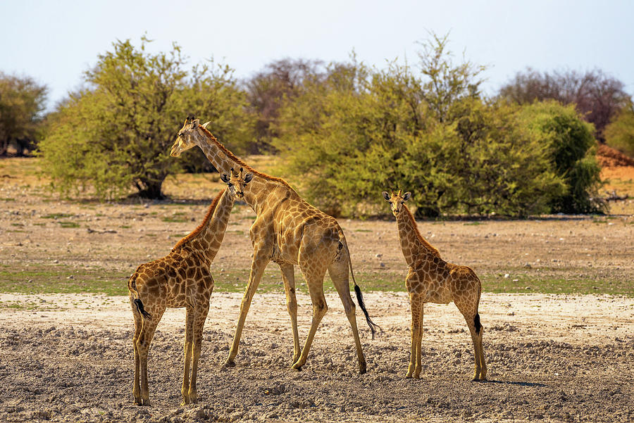 Three Giraffes look into camera in Etosha National Park Photograph by ...