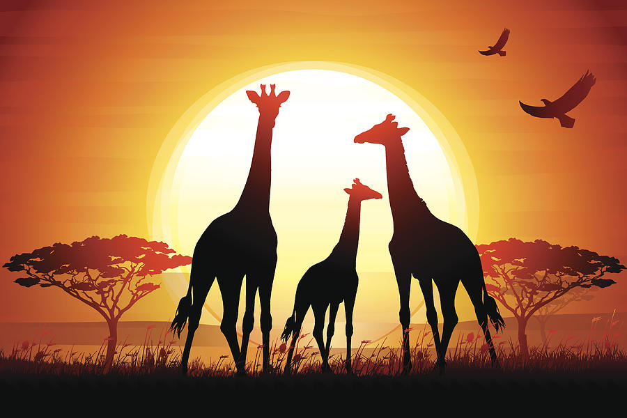 Three Giraffes silhouettes safari in savanna against hot sun Drawing by Chuvipro