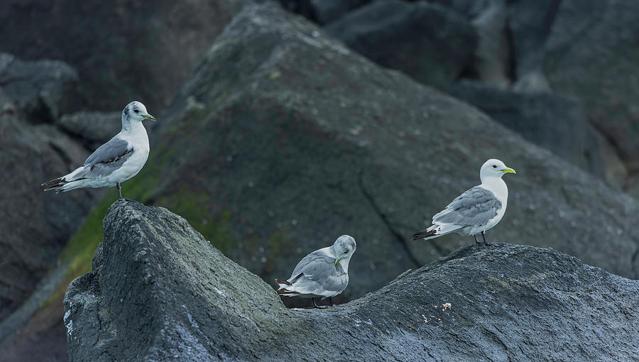 Three Glaucous Gulls Photograph by Fran Gallogly