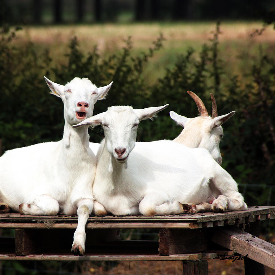 Three Goats Photograph by Alan Hausenflock