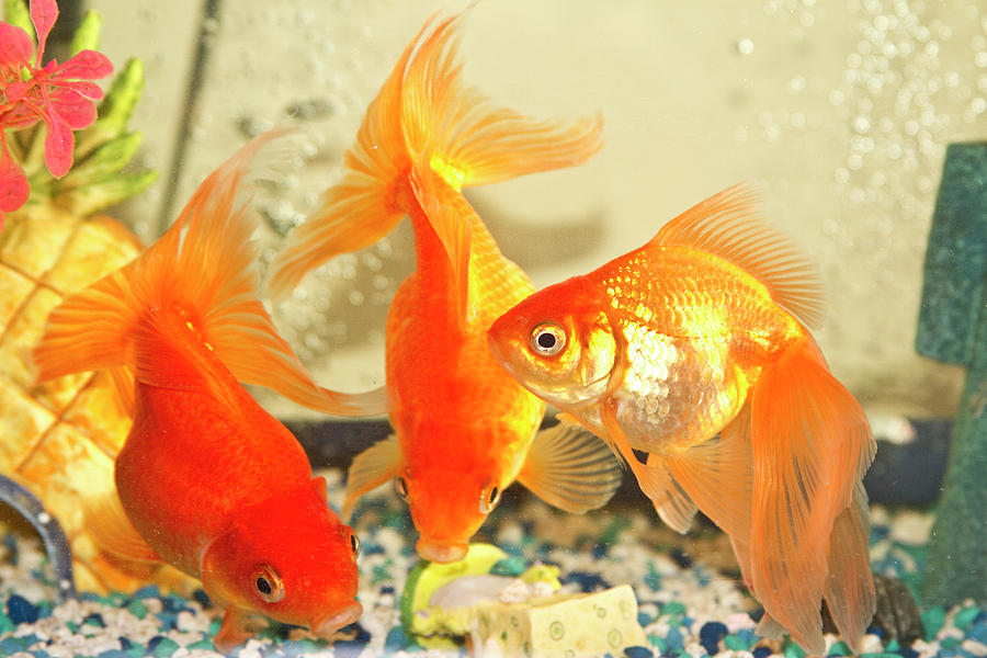 Three Gold Fish Photograph by J Belleza | Fine Art America