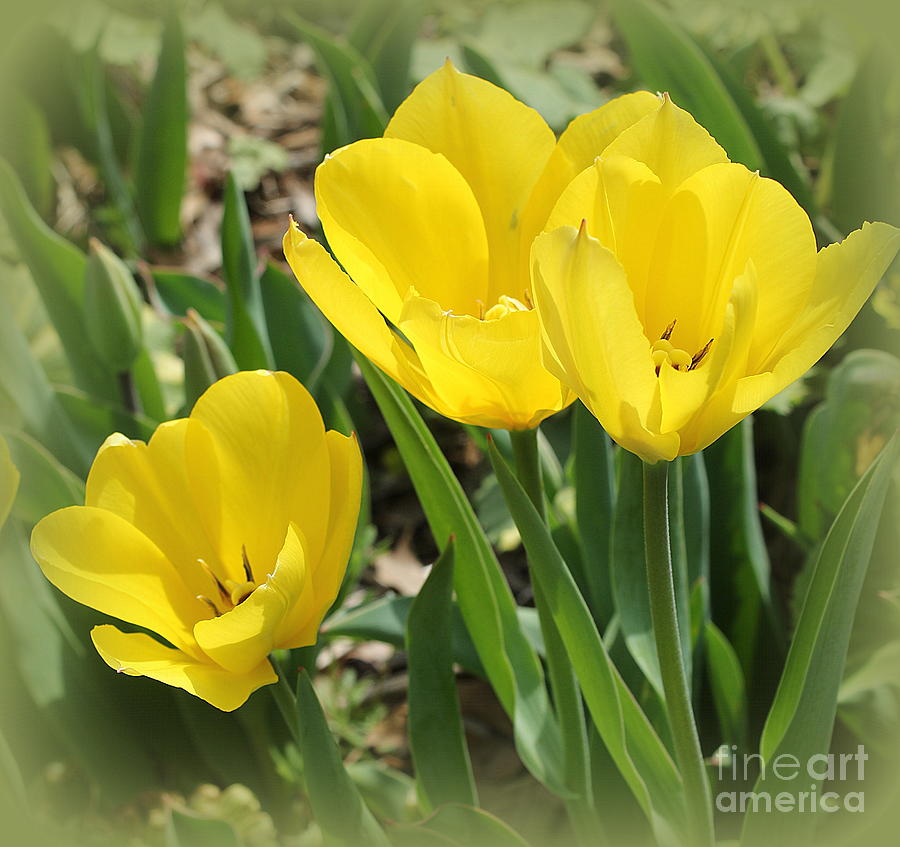 Three Golden Tulips In Late Spring Photograph By Dora Sofia Caputo Pixels 7540