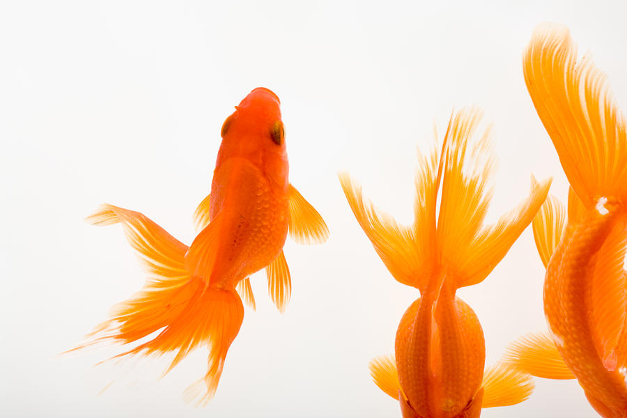 Three goldfish side by side, overhead view Photograph by Yasuhide Fumoto