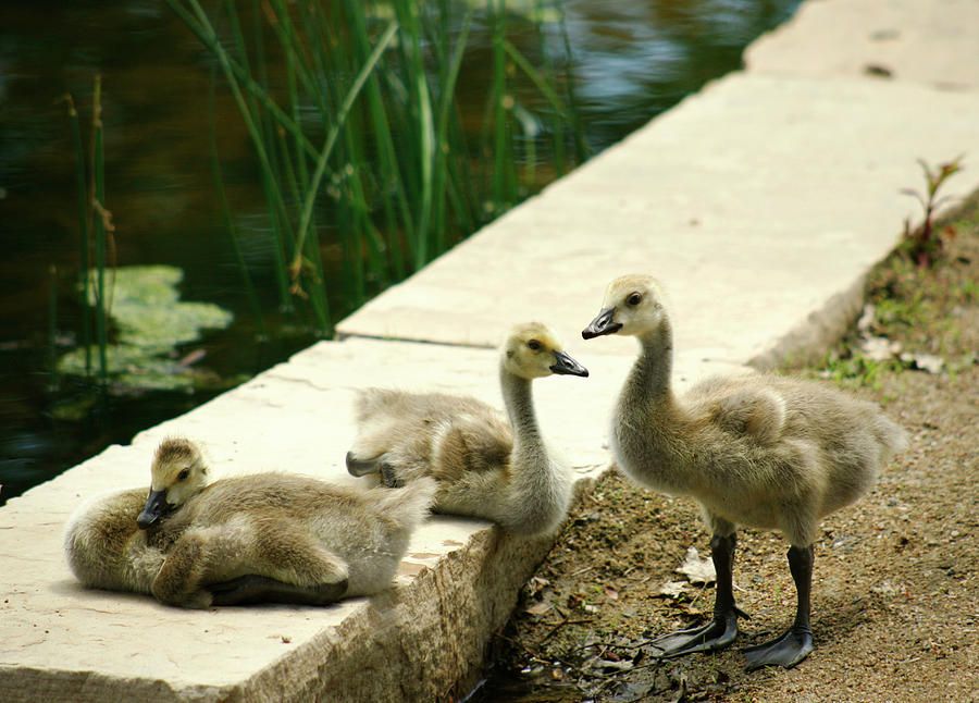 Three Goslings Photograph by Marilyn Hunt