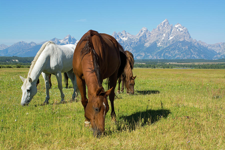 Three Grazing Horses in Grand Teton National Park Photograph by Bruce Gourley