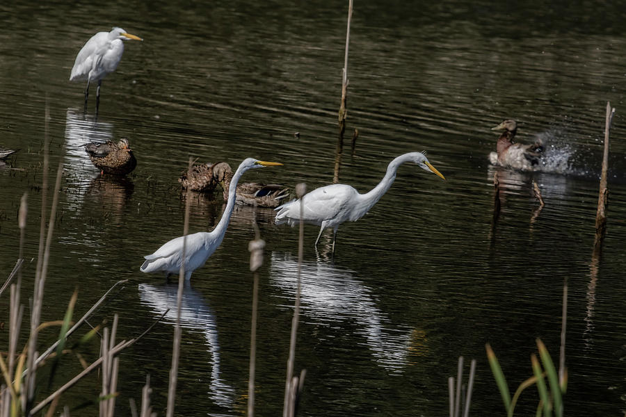 Three Great Egrets Among the Ducks, No. 1 Photograph by Belinda Greb