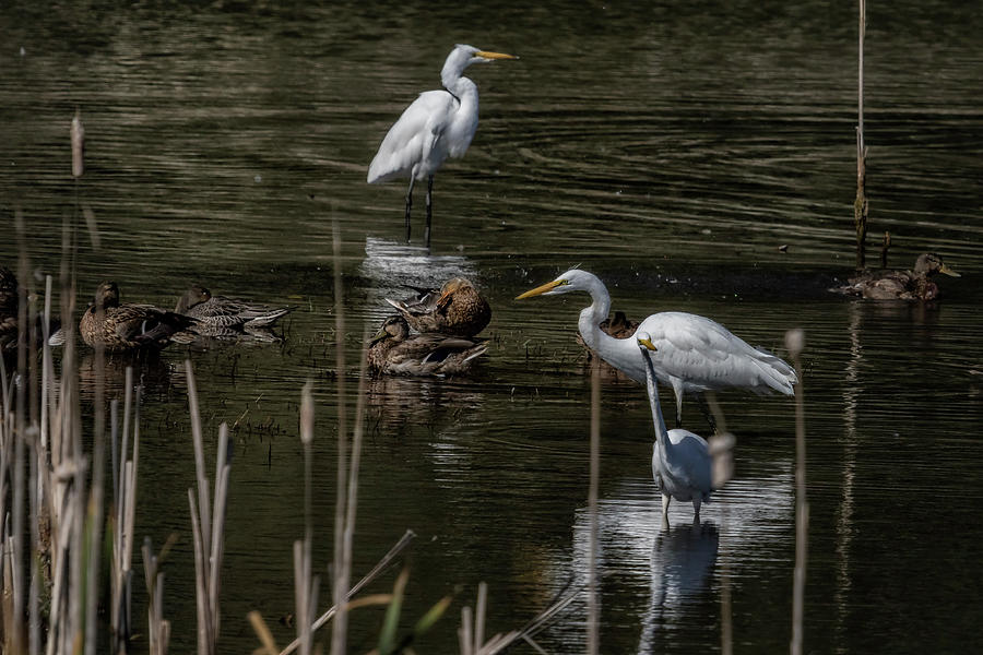 Three Great Egrets Among the Ducks, No. 2 Photograph by Belinda Greb