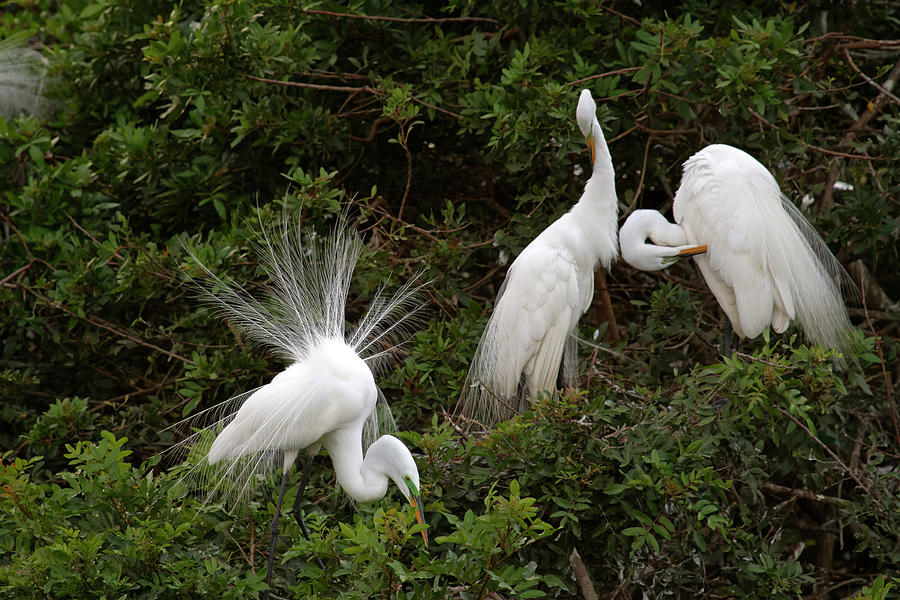 Three Great Egrets Photograph by Sally Weigand