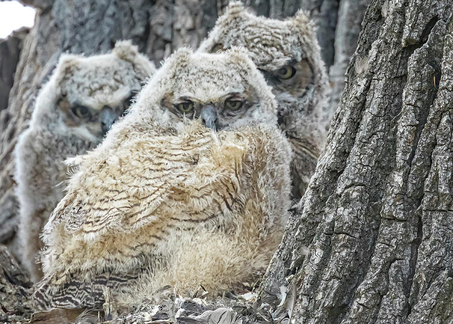 Three Great Horned Owlets on the Nest Photograph by Belinda Greb