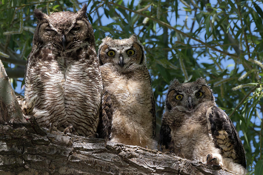 Three Great Horned Owls Family Portrait Photograph