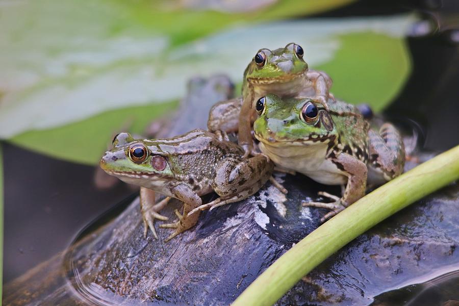 Three Green Frogs Photograph