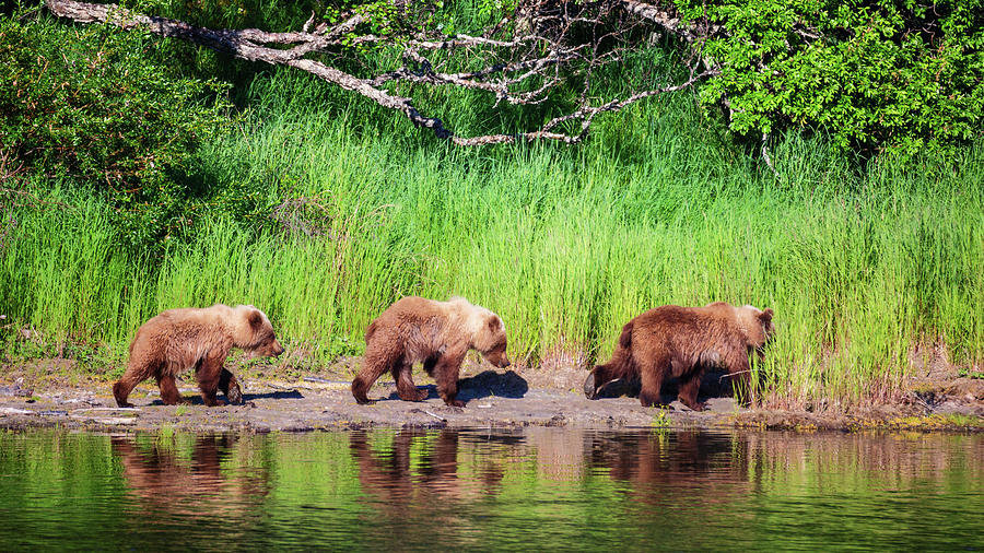 Three grizzly cubs walking along the shore Photograph by Alex Mironyuk