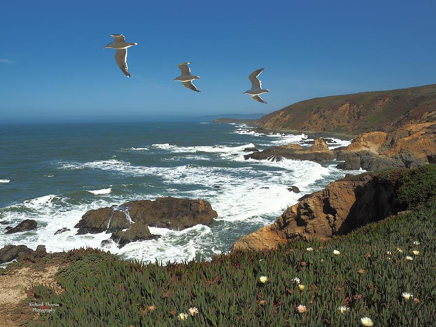 Three Gulls Flying Photograph