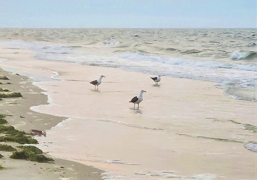 Three Gulls on a Beach Photograph by Sharon Williams Eng