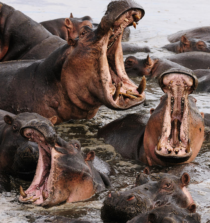 Three Hippos Yawning Photograph by RollingEarth