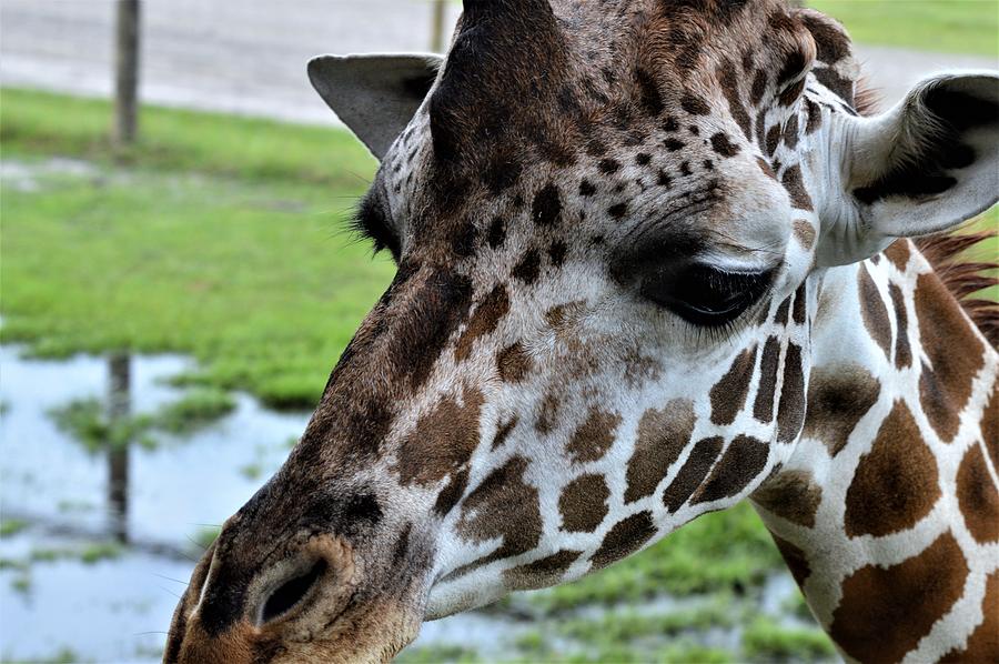 Three-Horned Giraffe Photograph by Warren Thompson - Fine Art America