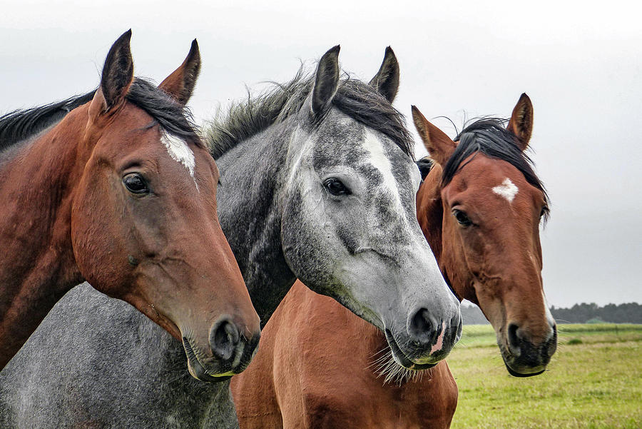 Three Horse Friends  Photograph by Sandi OReilly