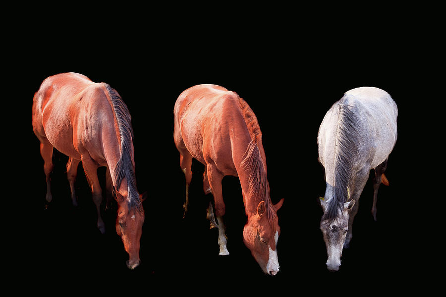 Three Horses Photograph by David Patterson