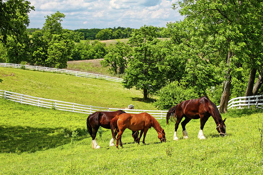 Three Horses Grazing Photograph by Sally Weigand