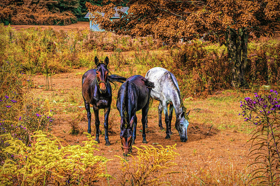 Three Horses in the Autumn Farm Pastures Photograph by Debra and Dave Vanderlaan