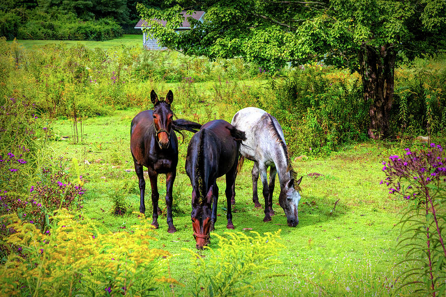 Three Horses in the Farm Pastures Photograph by Debra and Dave Vanderlaan