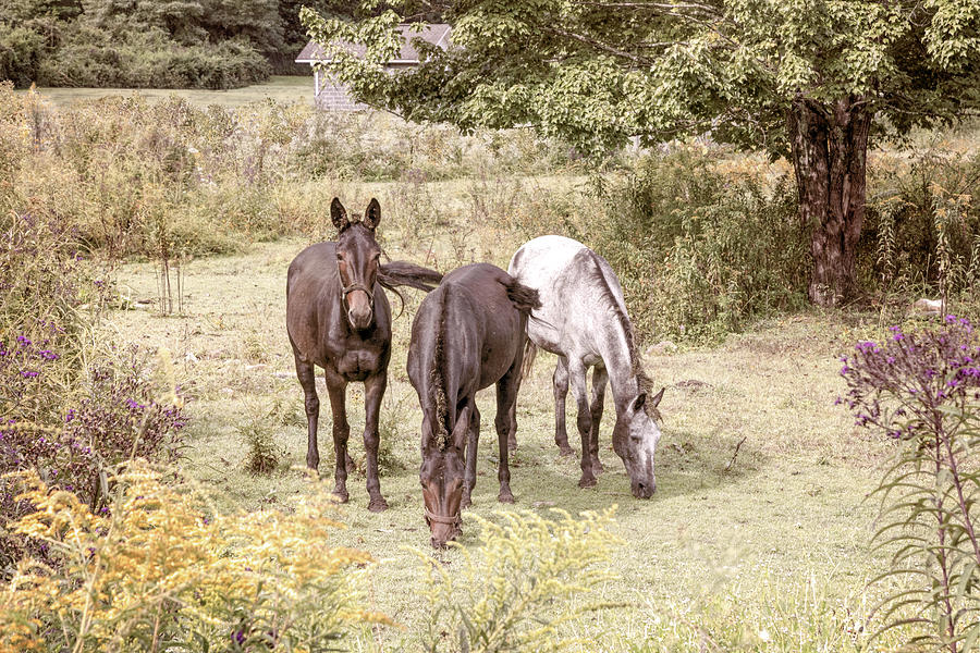 Three Horses in the Farm Pastures in Vintage tones Photograph by Debra and Dave Vanderlaan