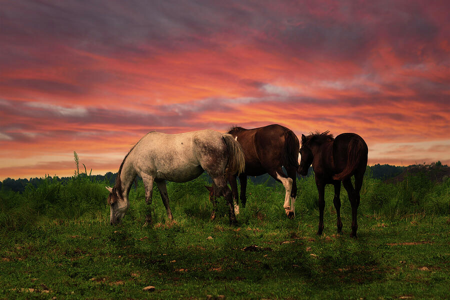 Three Horses Photograph by Lena Auxier