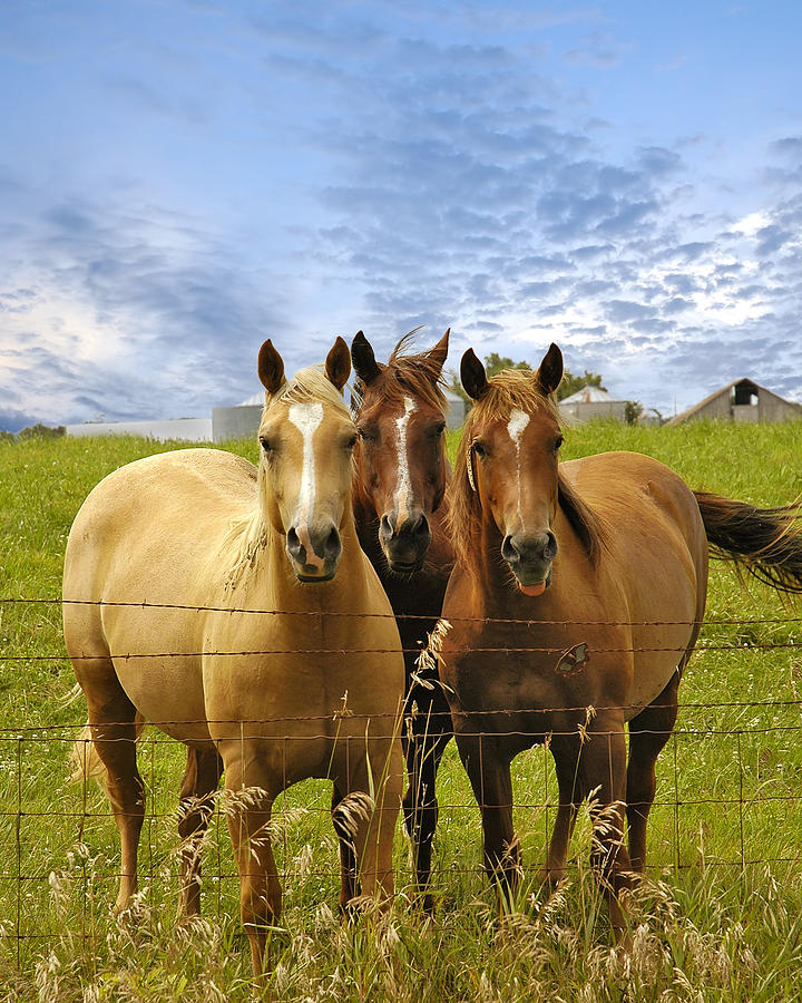 Three Horses Posing in Pasture Photograph by Niknikon