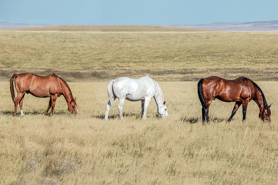 Three Horses Photograph by Todd Klassy