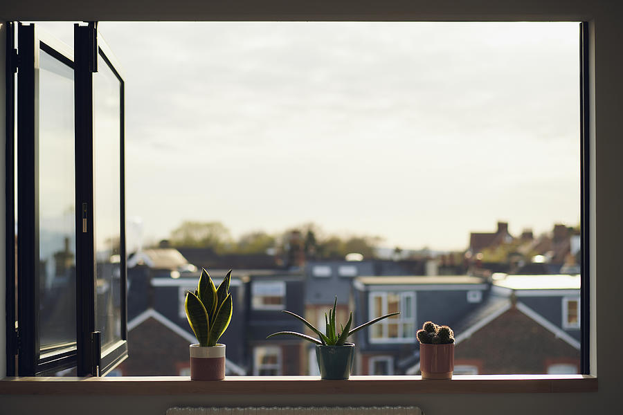 Three house plants on window sill in summer Photograph by Barton