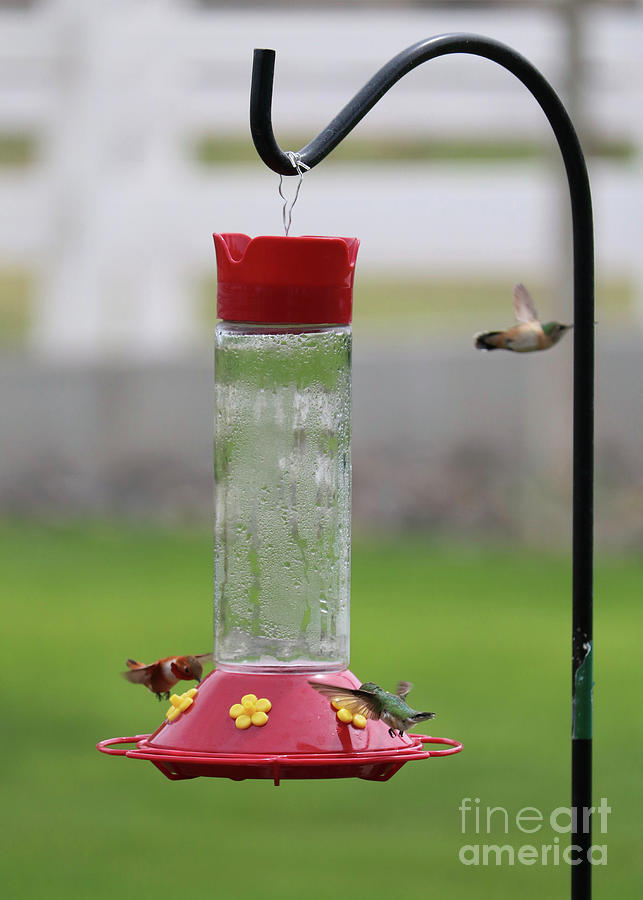 Three Hummingbirds Share Feeder Photograph by Carol Groenen