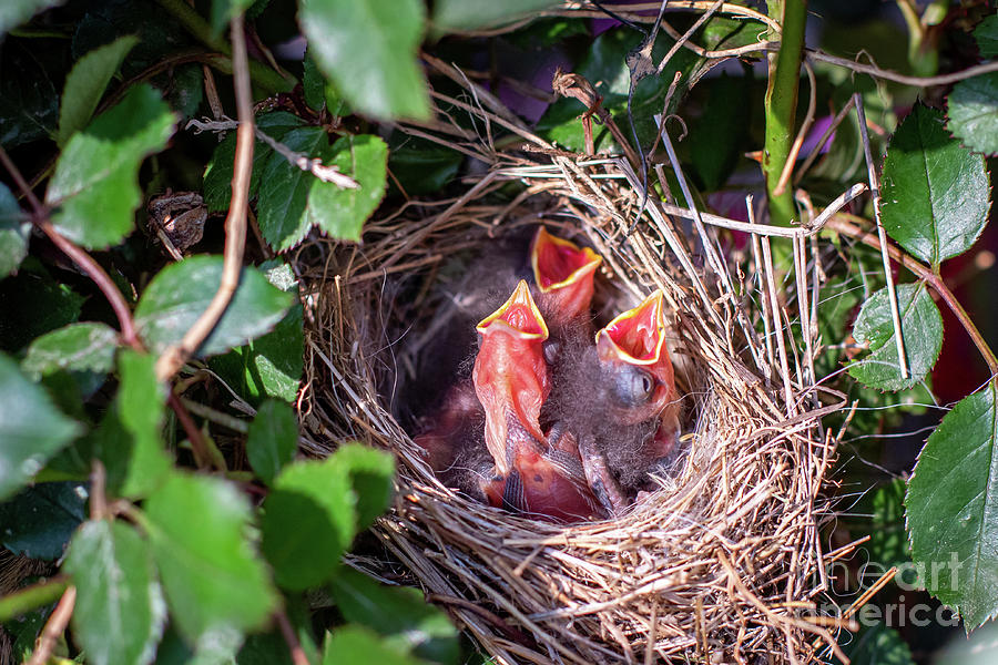 Three Hungry Baby Robins Photograph by Eleanor Abramson