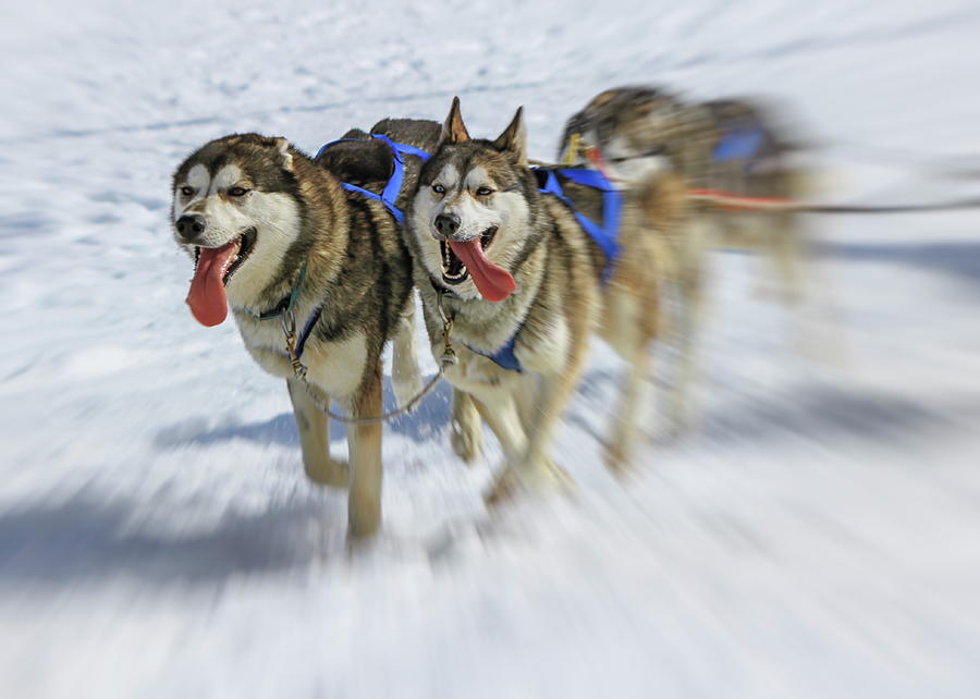 Three husky dogs at race in winter, Moss pass, Switzerland Photograph by Elenarts - Elena Duvernay photo